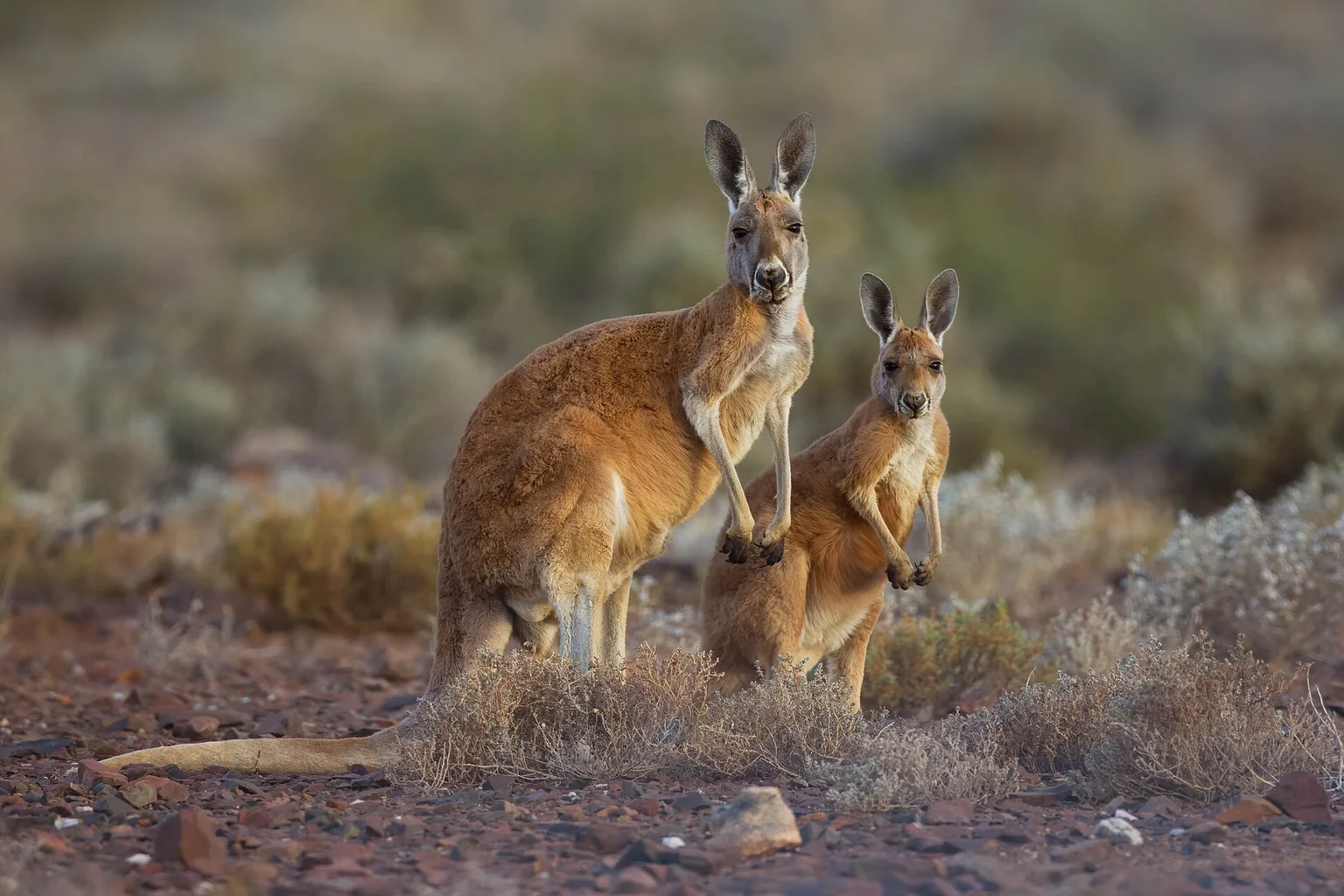 Adult red kangaroo standing beside a young joey in dry, sandy scrubland at Sturt National Park, New South Wales.