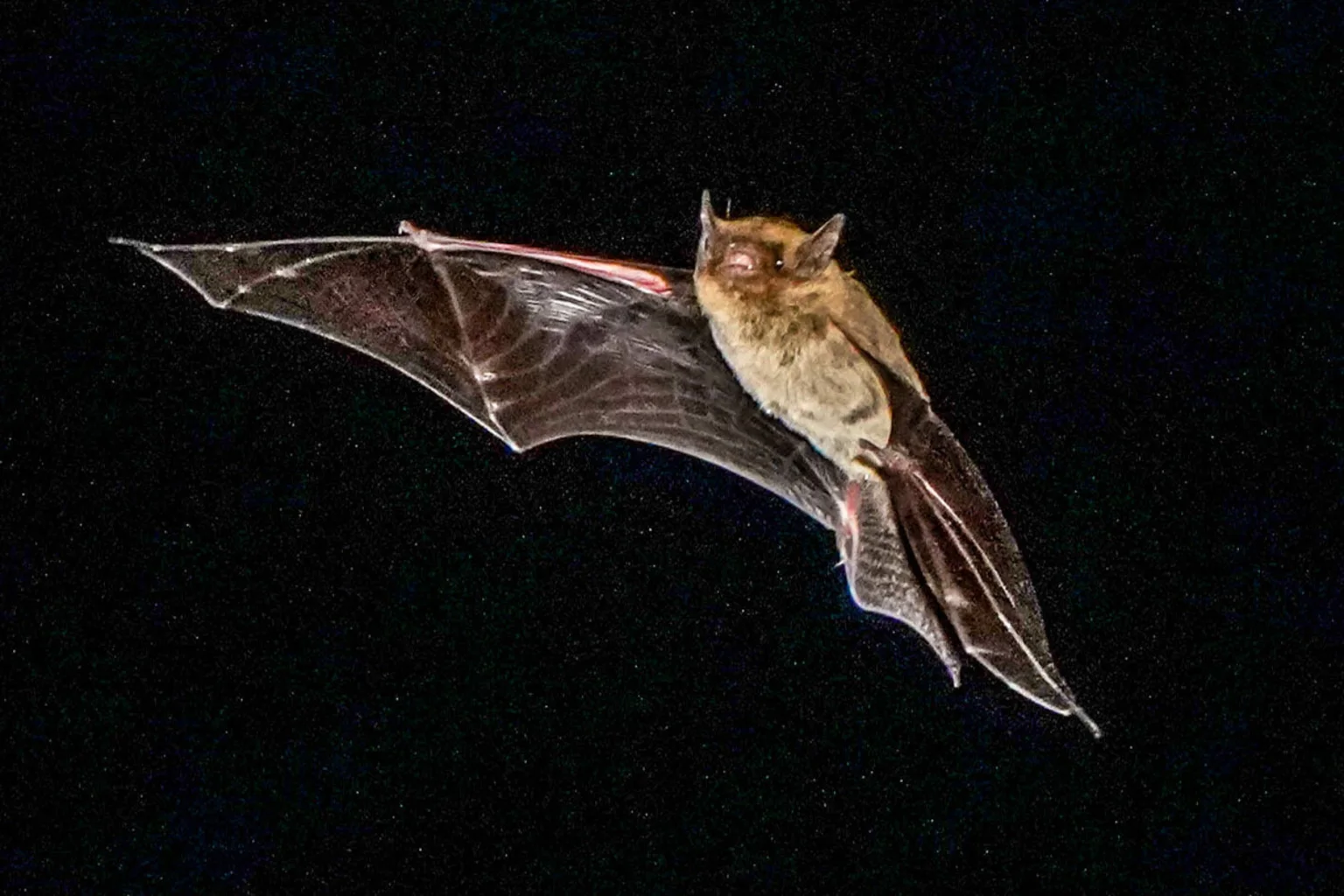 A small brown Japanese house bat flying against a black night sky with its wings extended