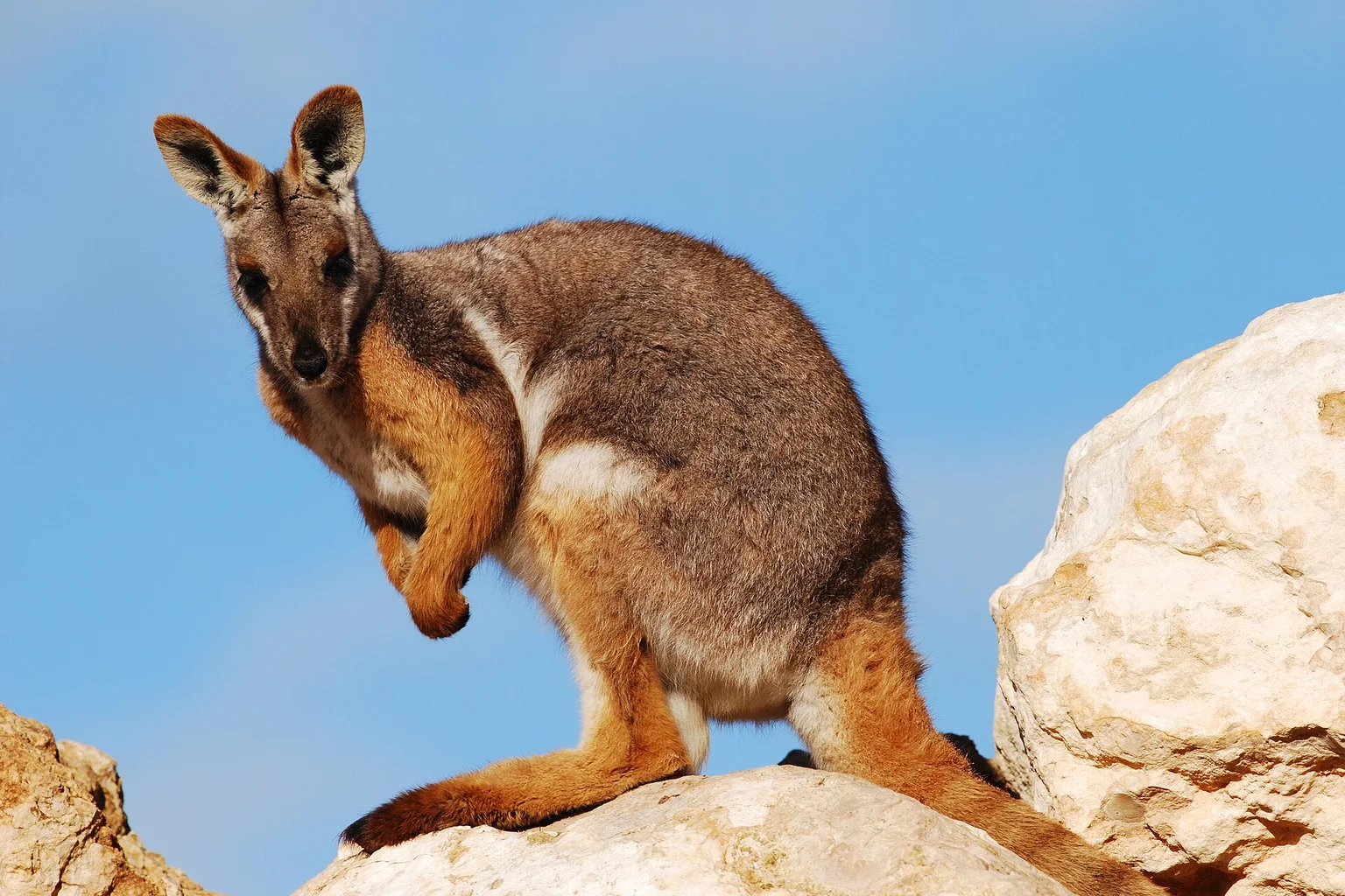 A yellow-footed rock wallaby with brown-grey fur and paler belly stands on a pale rock, looking back over its shoulder against a clear blue sky.