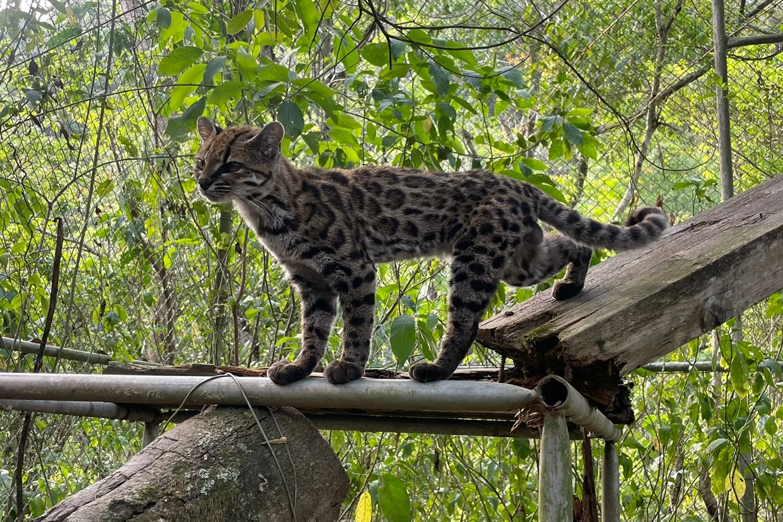 A small spotted tiger cat standing on a metal and wood perch inside a leafy enclosure, looking left