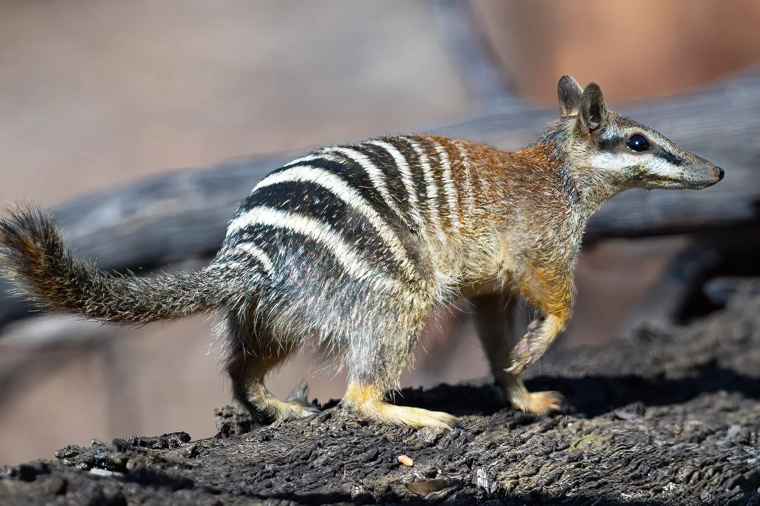 A striped numbat with a bushy tail stands side-on on a dark log, looking ahead, with a soft blurred background.