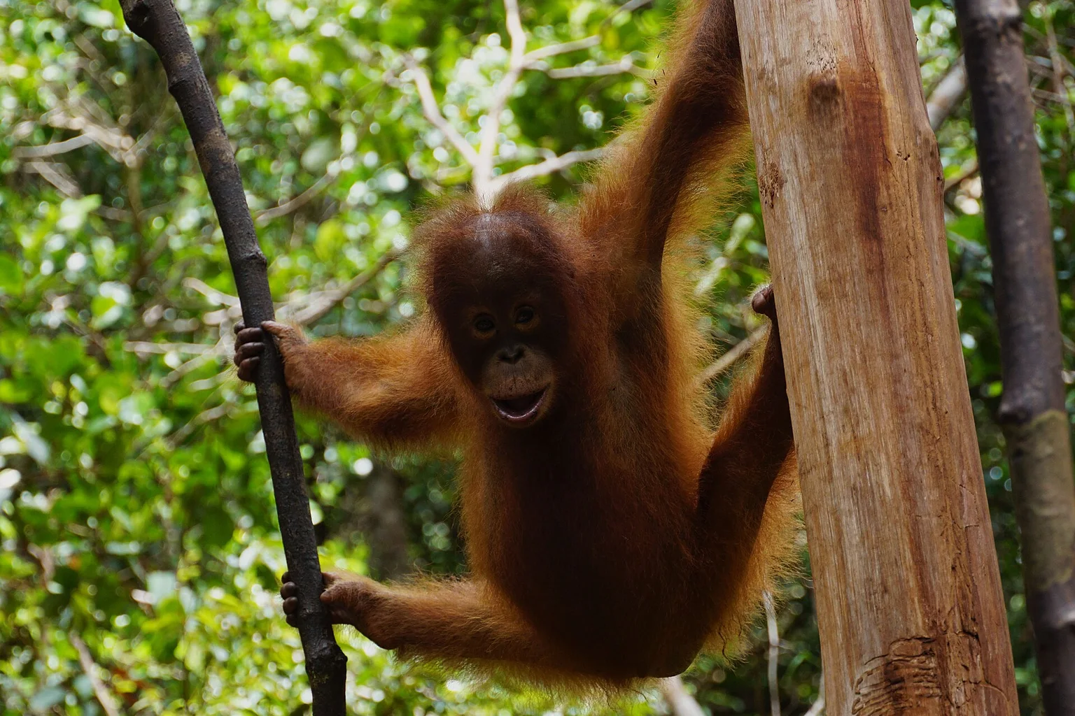 A young orange-haired orangutan hangs from a thin branch and a tree trunk against green forest foliage, looking toward the camera.