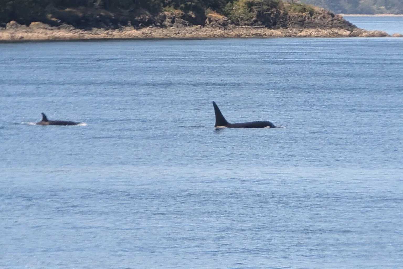 Two transient killer whales with dorsal fins breaking the calm blue water of Puget Sound, with a forested island in the background.