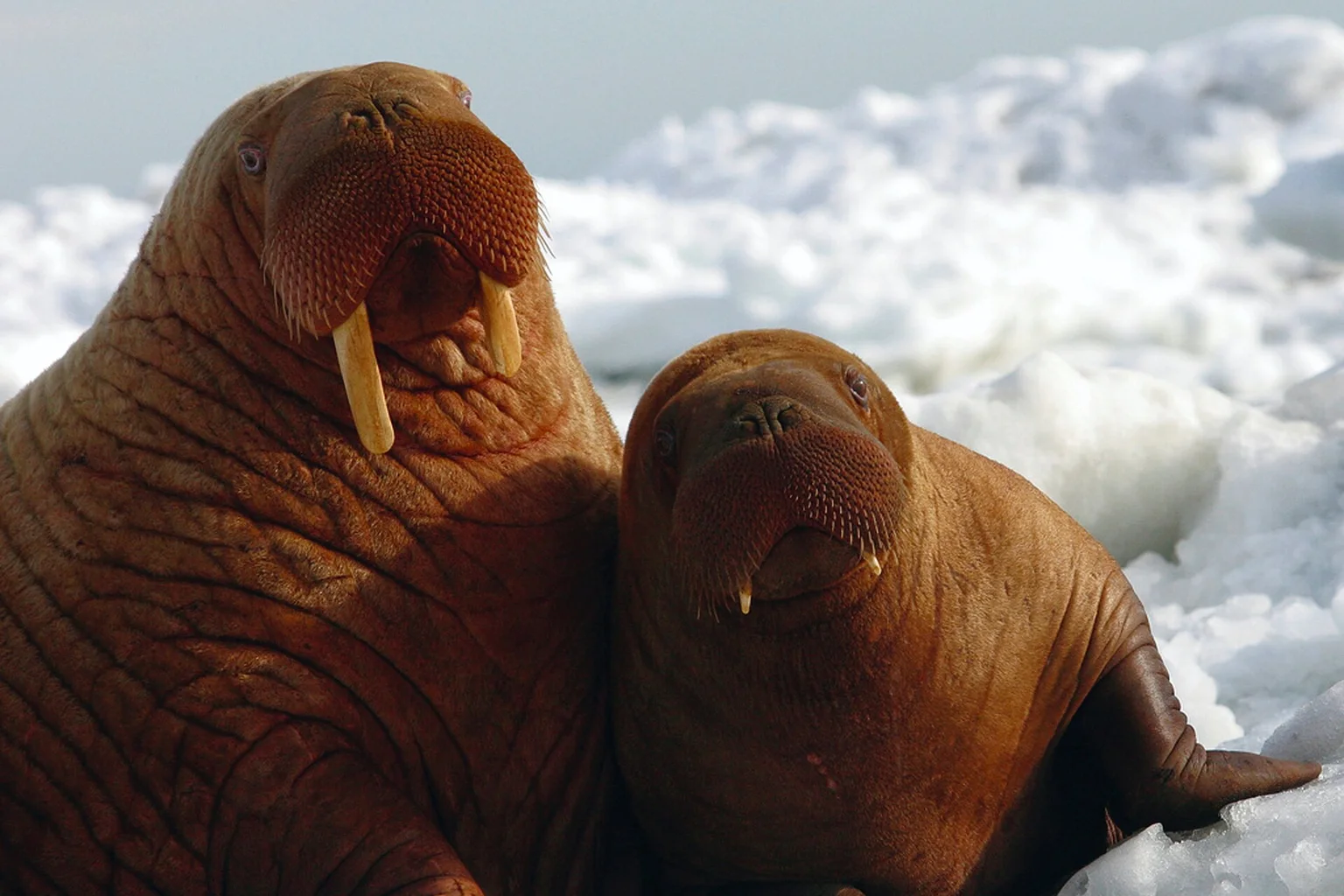 An adult Pacific walrus with tusks and a smaller pup sitting side by side on white sea ice