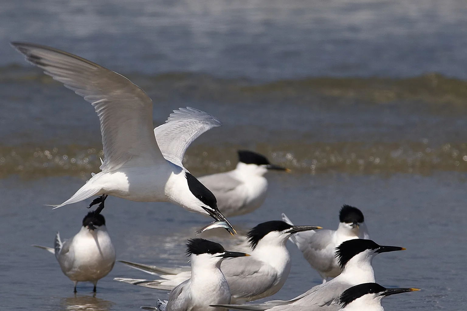 Several black-capped Sandwich terns stand in shallow surf while one lands carrying a small fish.