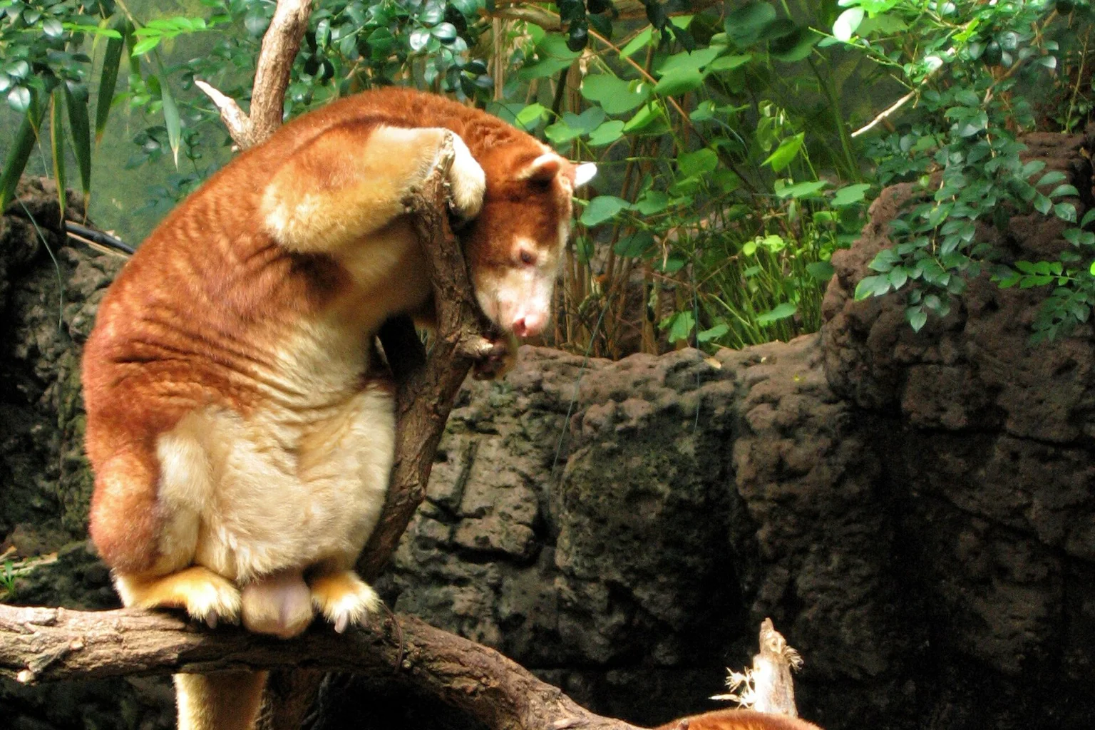 Two Matschie's tree-kangaroos, reddish-brown with pale bellies, resting on branches in a zoo enclosure with green foliage behind.