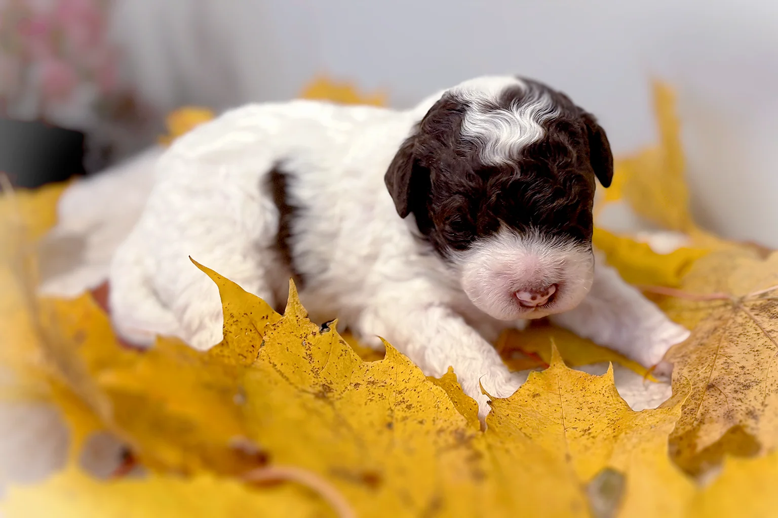 A two-week-old white and dark brown Lagotto Romagnolo puppy lies on a bed of yellow autumn maple leaves.