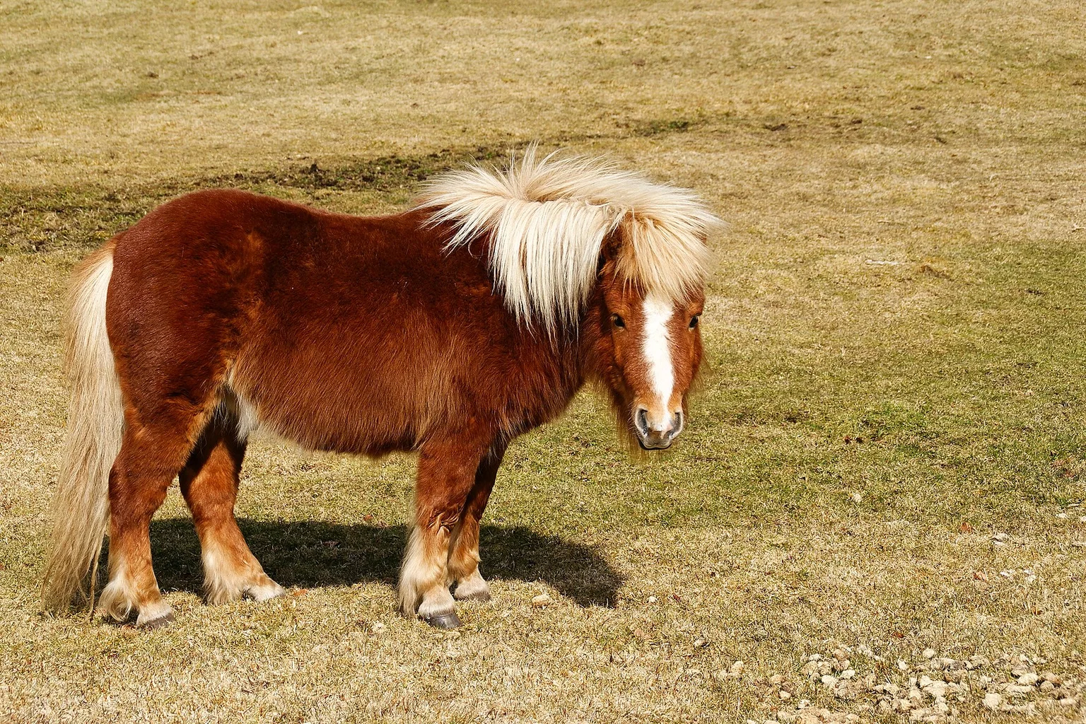 A chestnut Shetland pony with a flowing blond mane and white blaze standing on dry grass