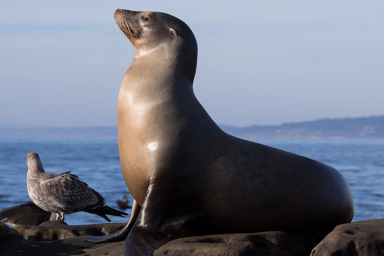 A California sea lion with head raised sits on dark rocks beside the ocean, with a juvenile gull beside it.