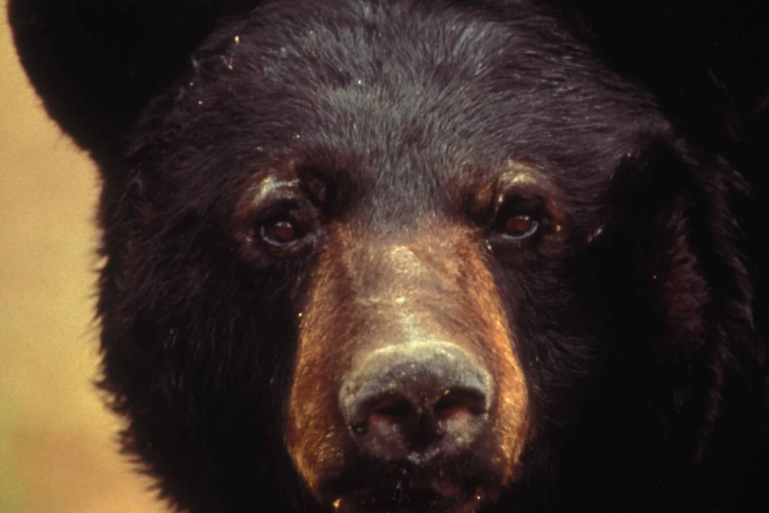 Close-up of a dark-furred American black bear's face with a brown muzzle, looking toward the camera.