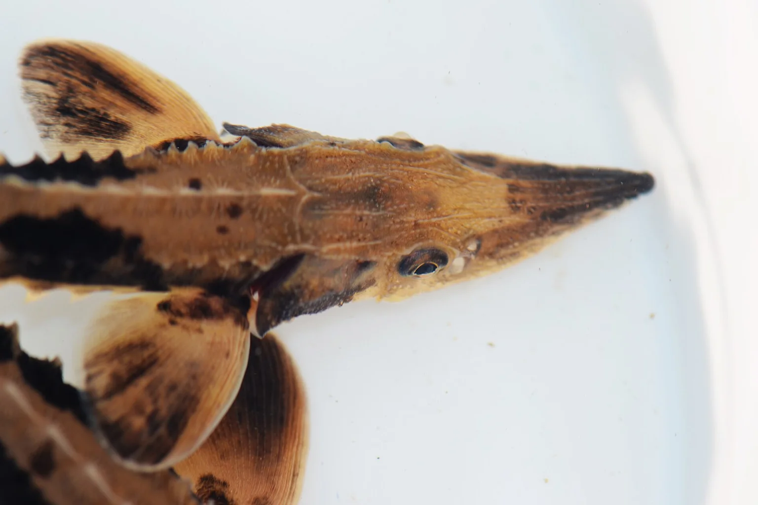 Close-up underwater view of a juvenile lake sturgeon with its long snout and barbels visible against a pale background.