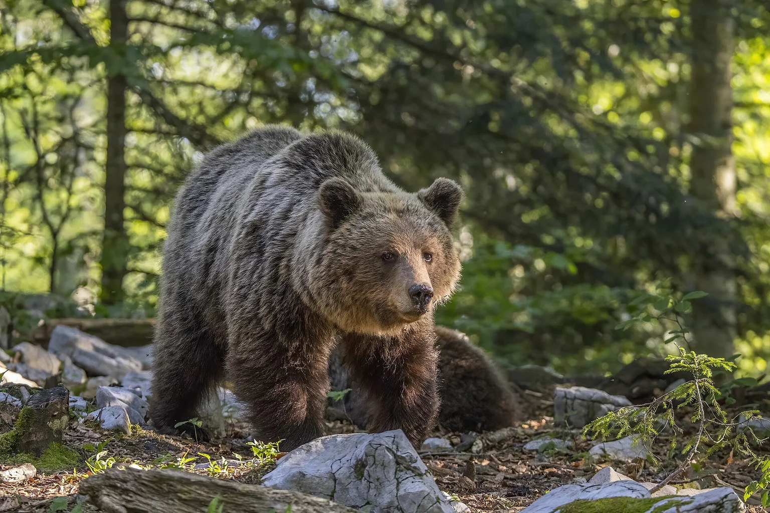 A large European brown bear walks over pale rocks in a sunlit green forest.