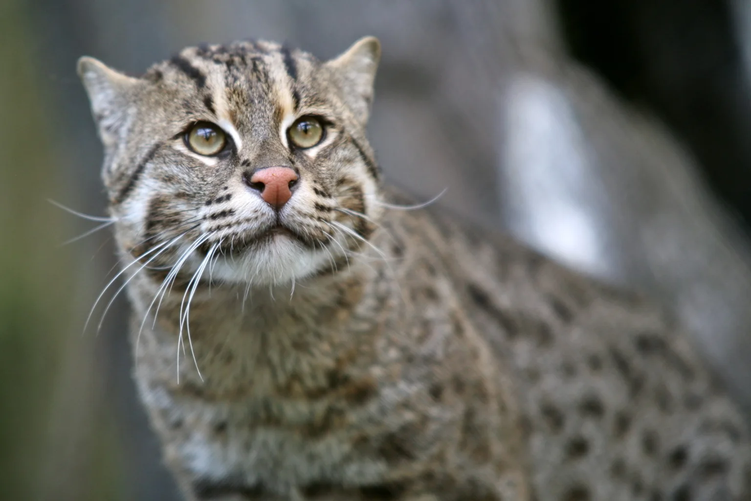 Close-up of a fishing cat with yellow-green eyes, a pink nose and long white whiskers, looking forward against a blurred grey background.
