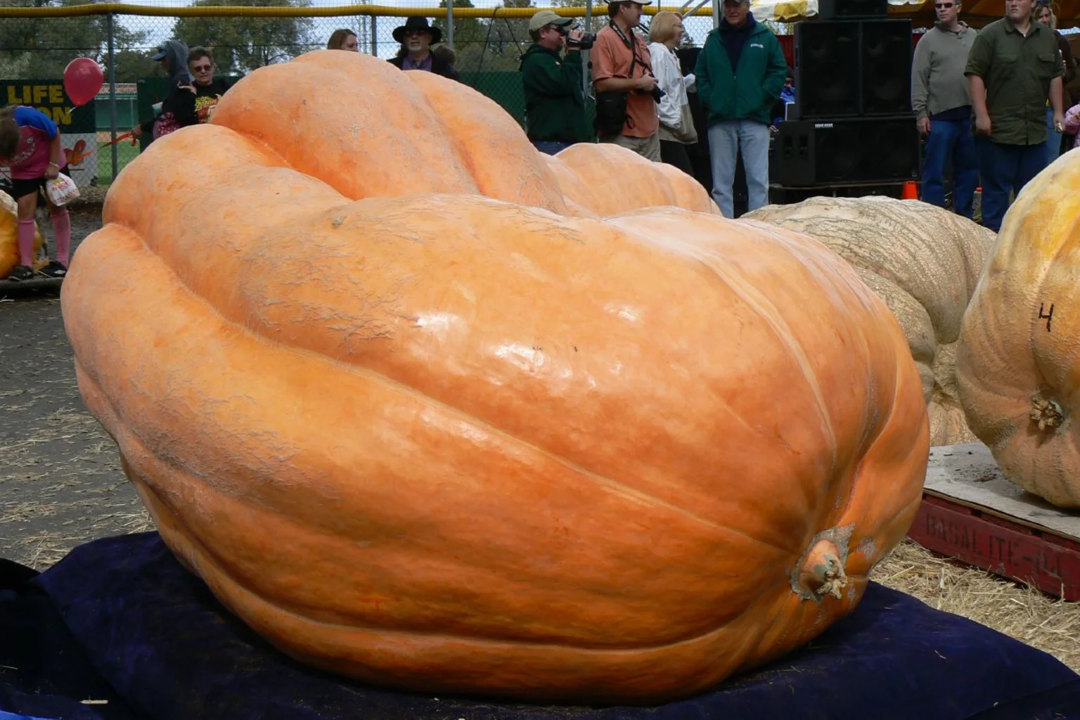 Huge orange Atlantic Giant pumpkin resting on a dark cloth at a weigh-off, with spectators standing behind it