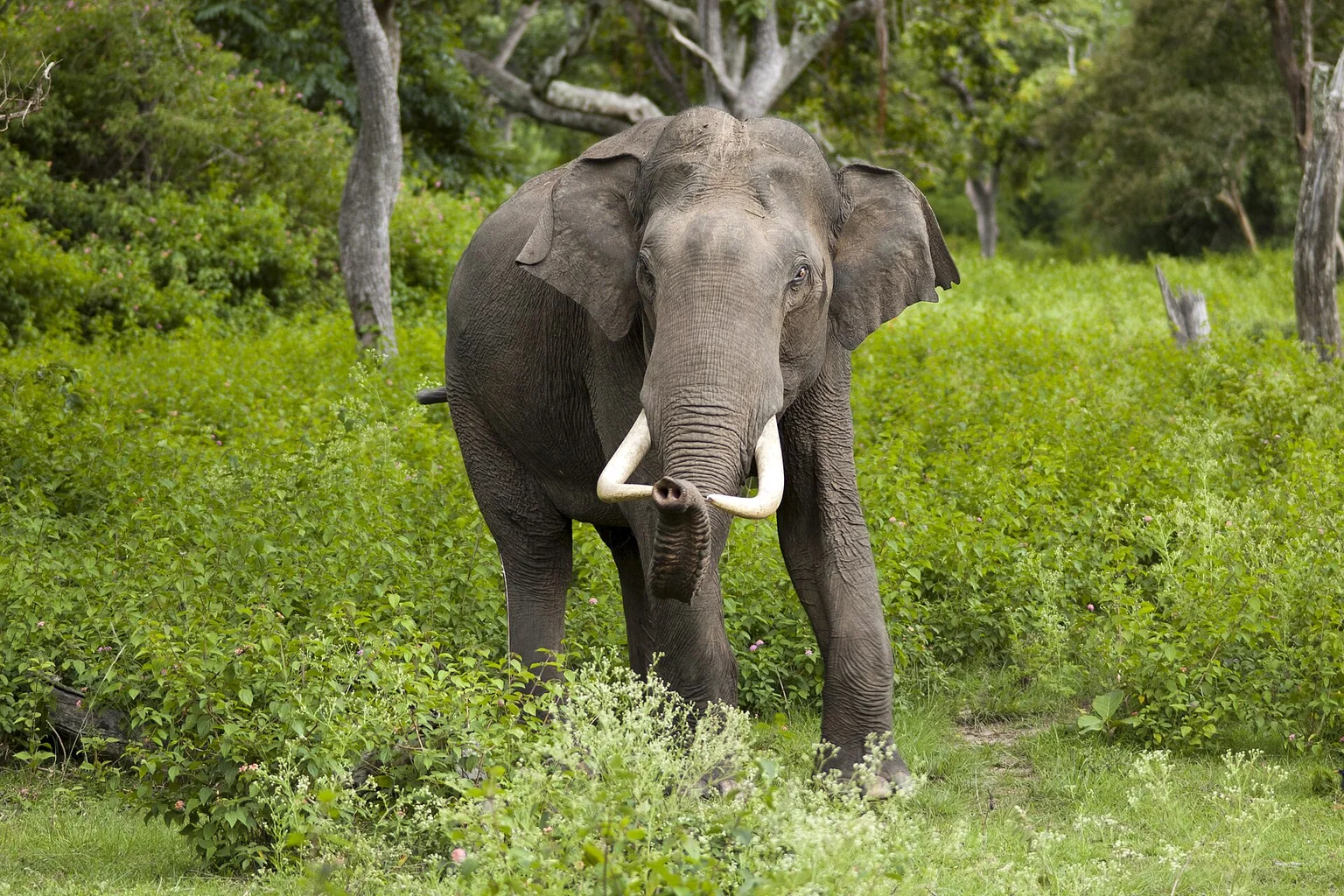 A male Asian elephant with tusks stands facing the camera in a green, wooded clearing.