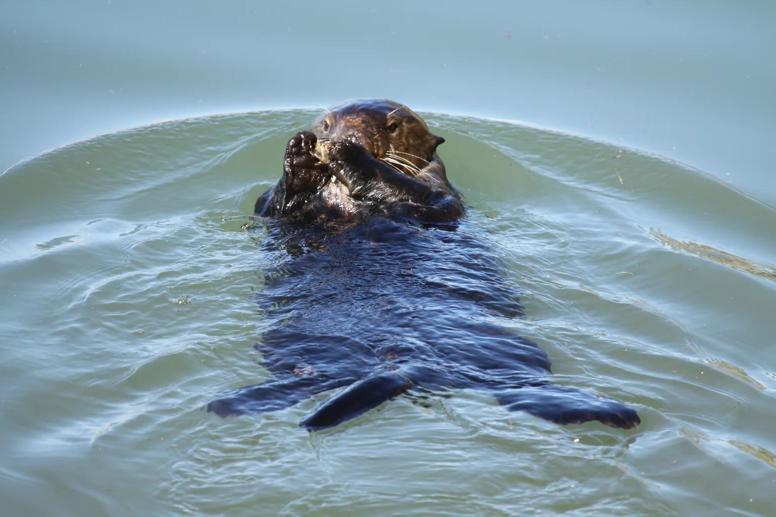 A sea otter floating on its back in green water, holding a crab to its mouth with both paws.