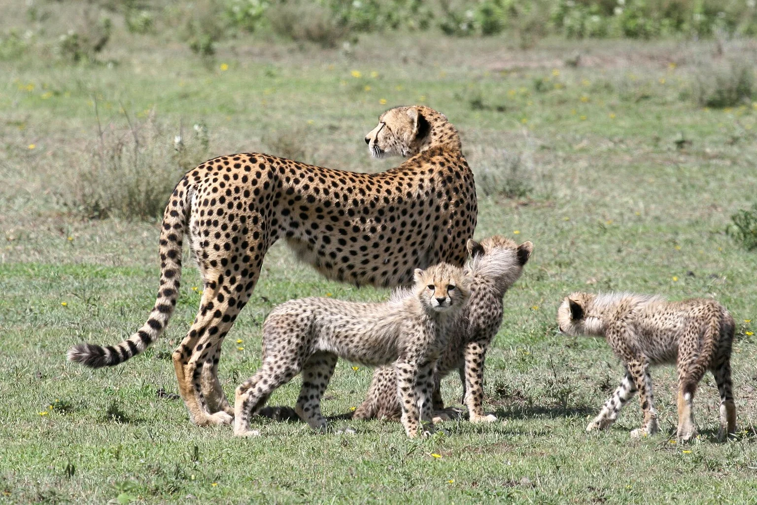 An adult cheetah looks back over her shoulder while three fluffy, spotted cubs stand on short green grass beside her.
