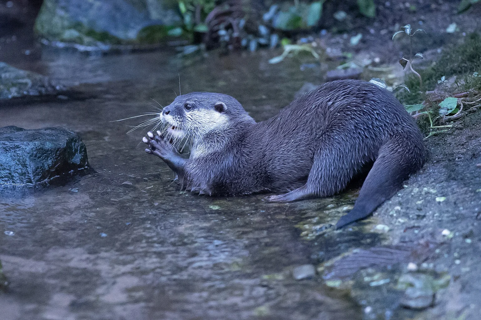 A small-clawed otter with brown fur and white whiskers sits at the edge of a shallow stream, its front paws raised near its face.