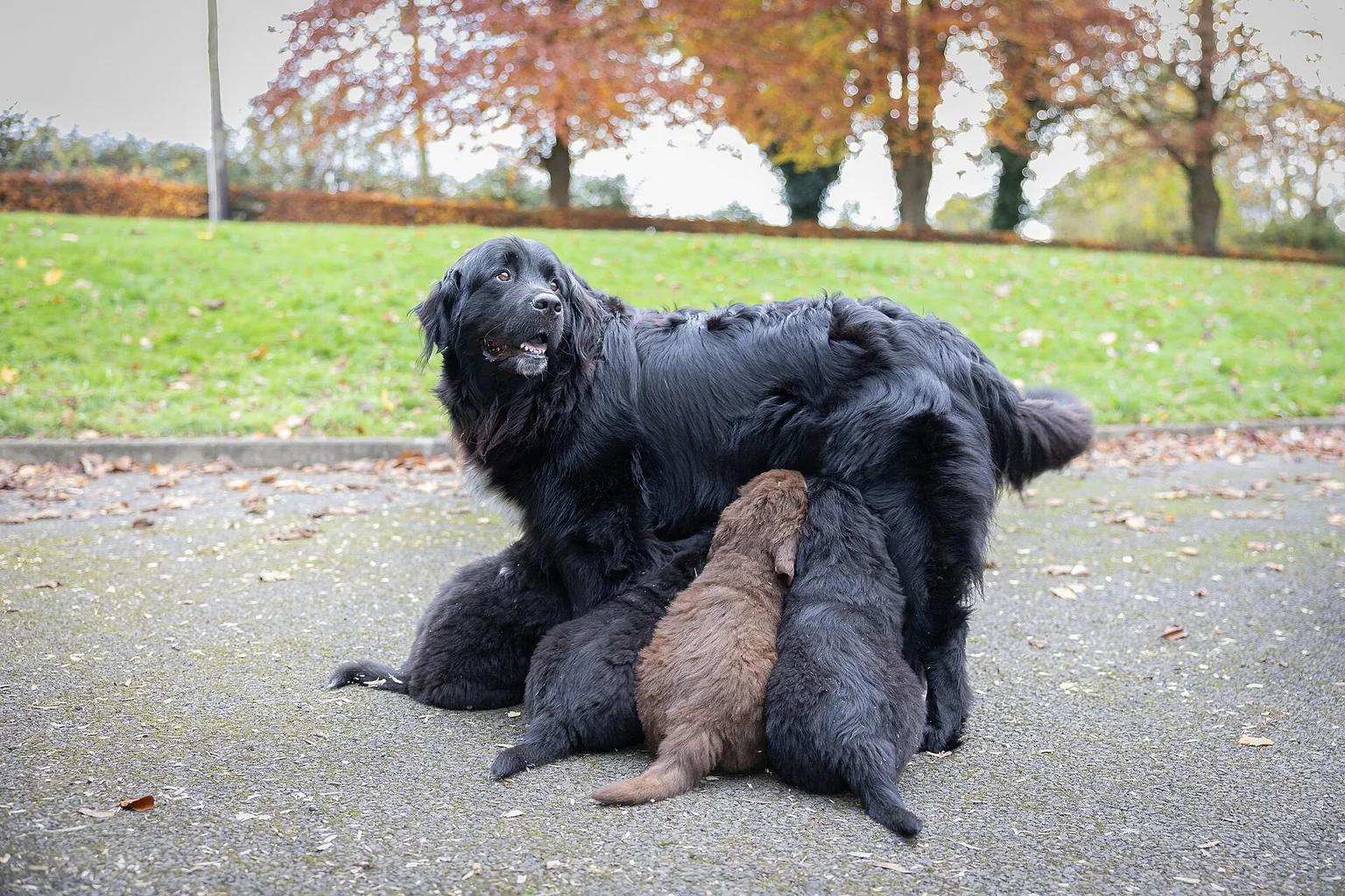 A large black mother dog lies on pavement nursing four small puppies, with autumn trees and grass behind her.