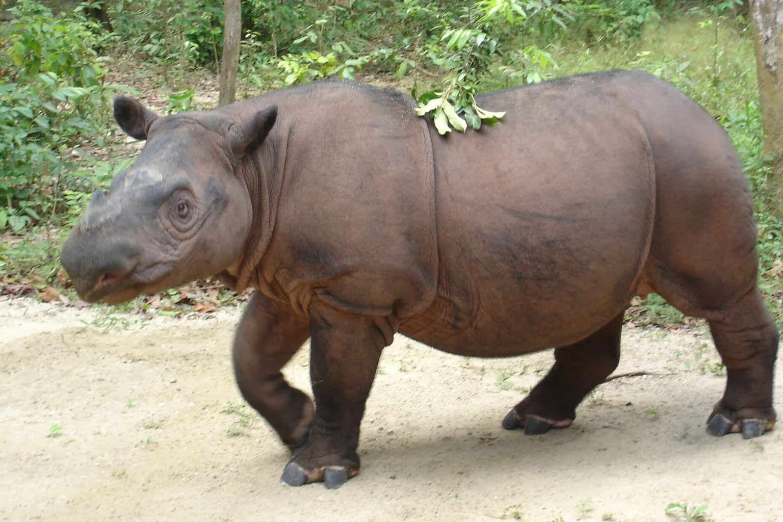 A brown Sumatran rhinoceros with a small leafy twig on its back walks on a sandy path beside green forest.
