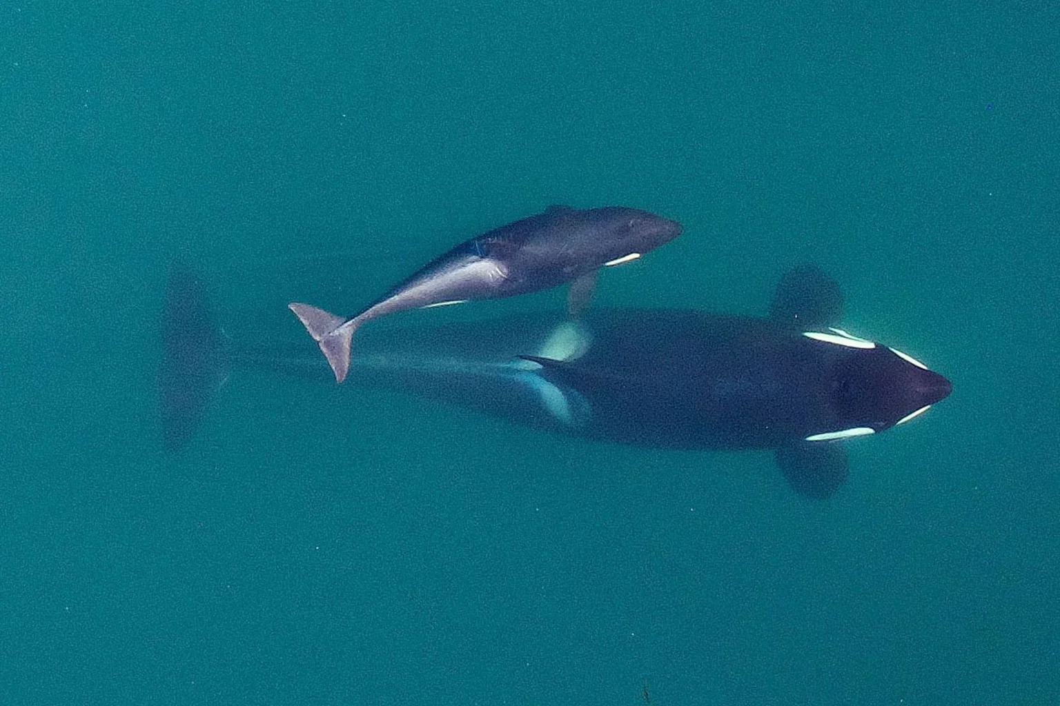 Aerial photo of an adult Southern Resident killer whale and a small calf swimming side by side in green water