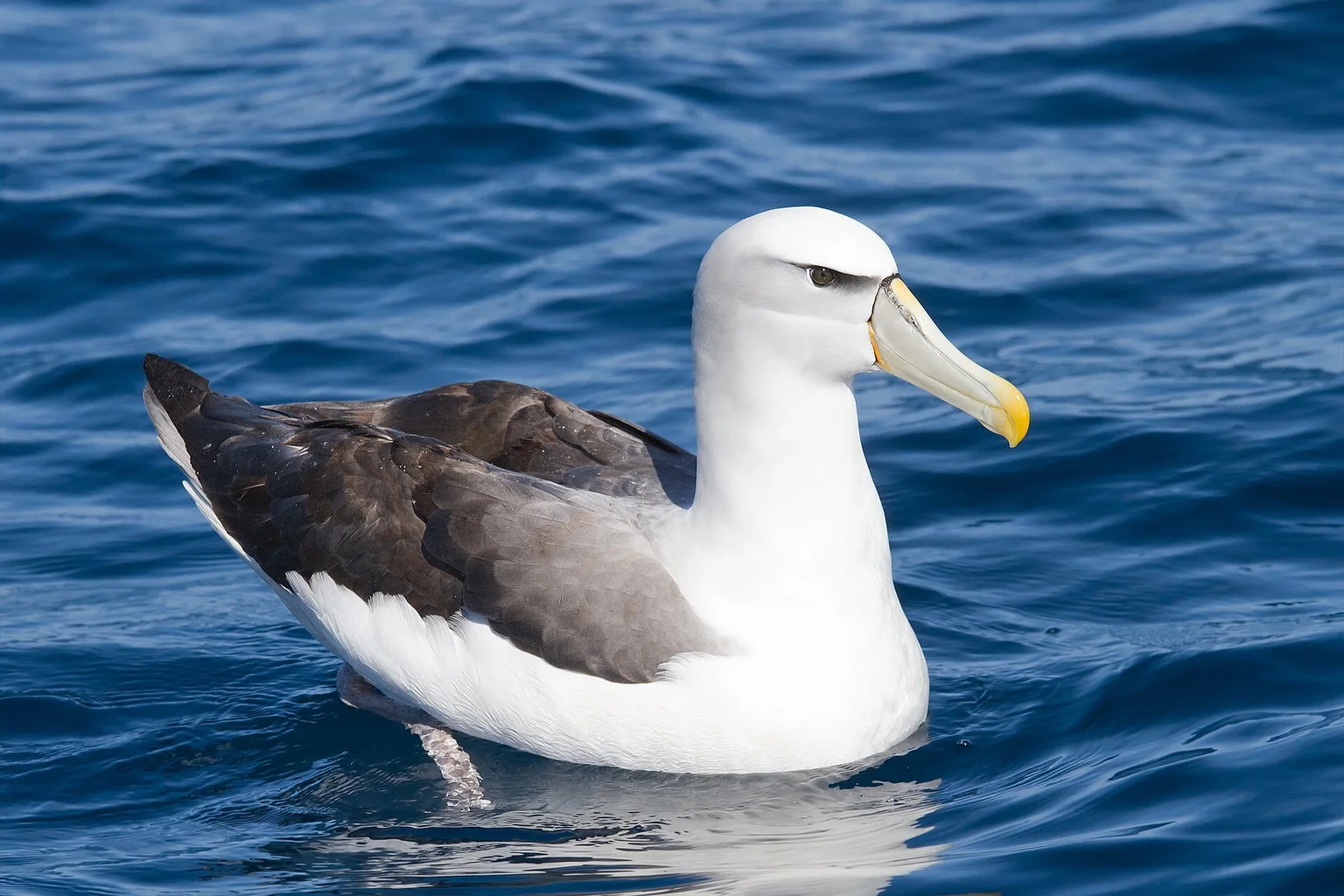 A shy albatross with a white head, grey-brown wings and a yellow-tipped bill sits on calm blue sea.