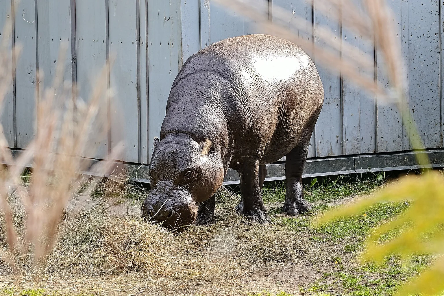 A pygmy hippopotamus with a dark, glossy back lowers its head to eat hay on the ground in front of a grey fence.