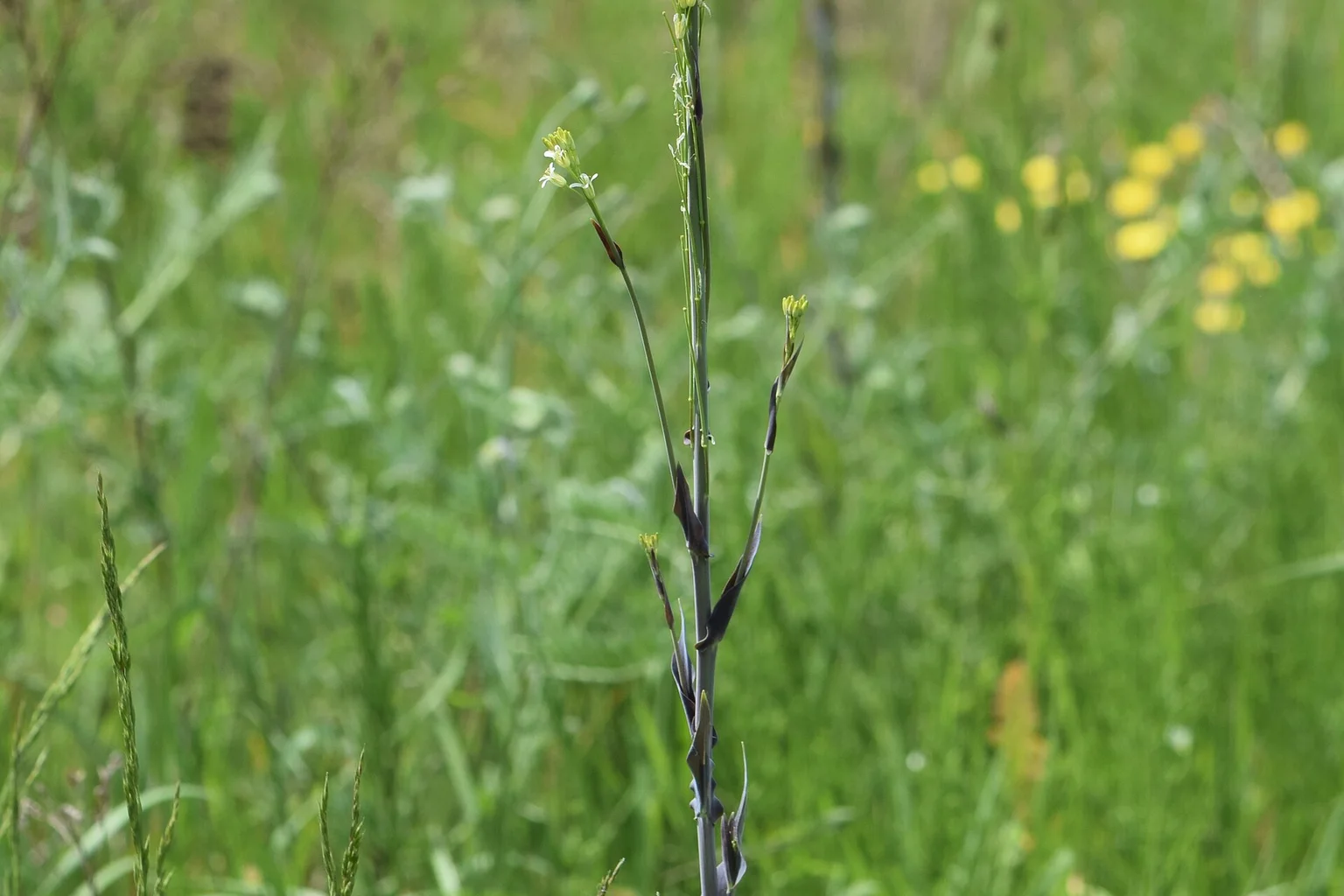 Many tall, slender tower mustard plants with pale flower spikes rising from a meadow, with forest behind