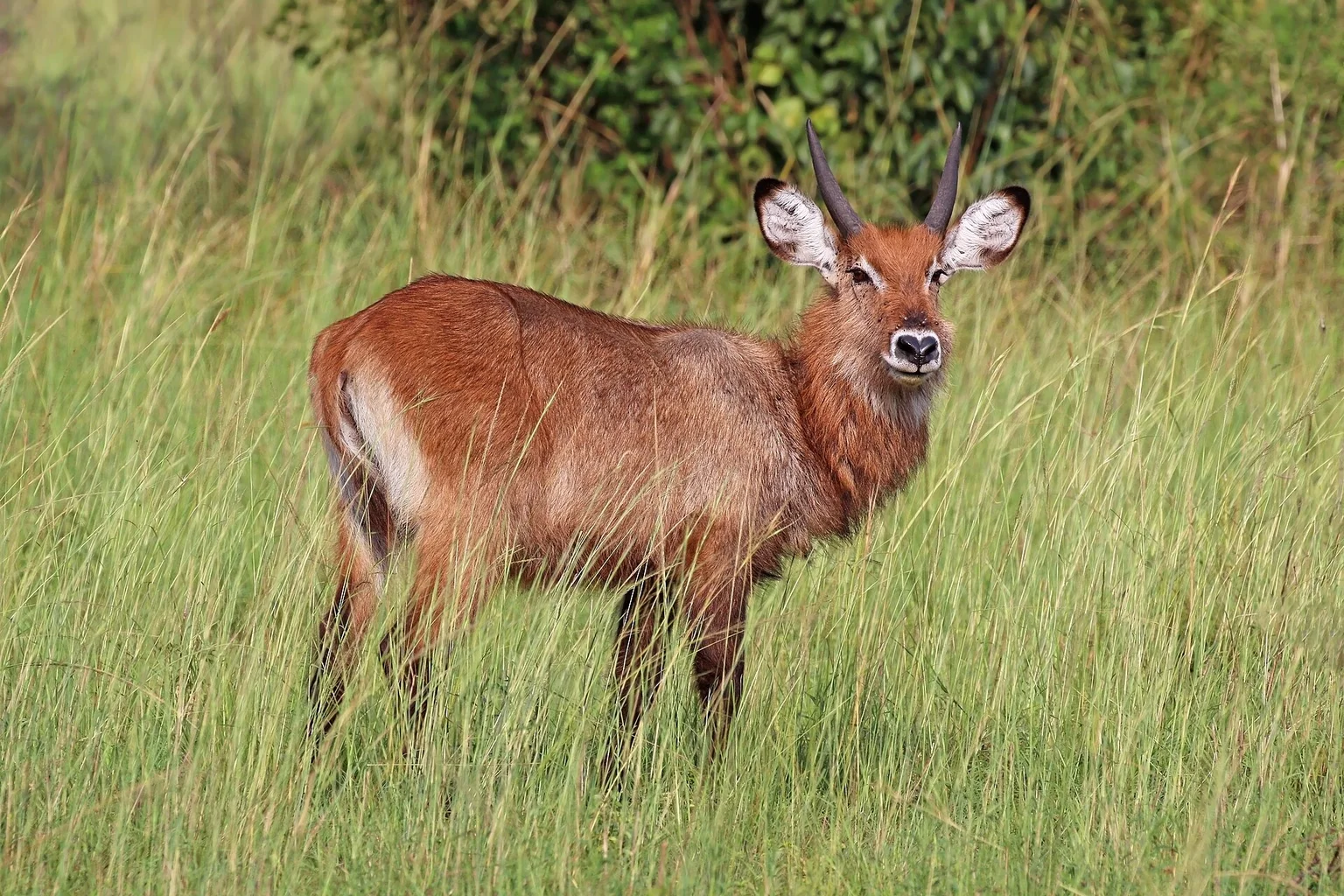 Young male waterbuck with short horns standing in green grass, looking at the camera, with a heart-shaped dark nose outlined in white