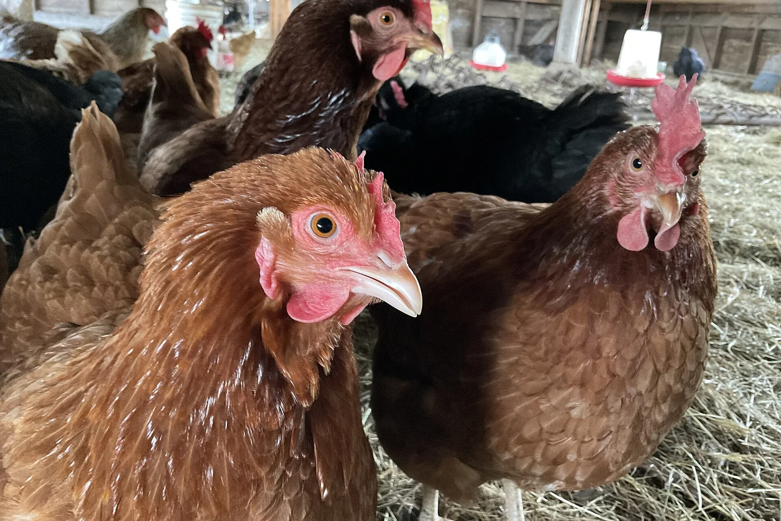 Close-up of brown hens with red combs standing on straw in a barn, with more hens behind them