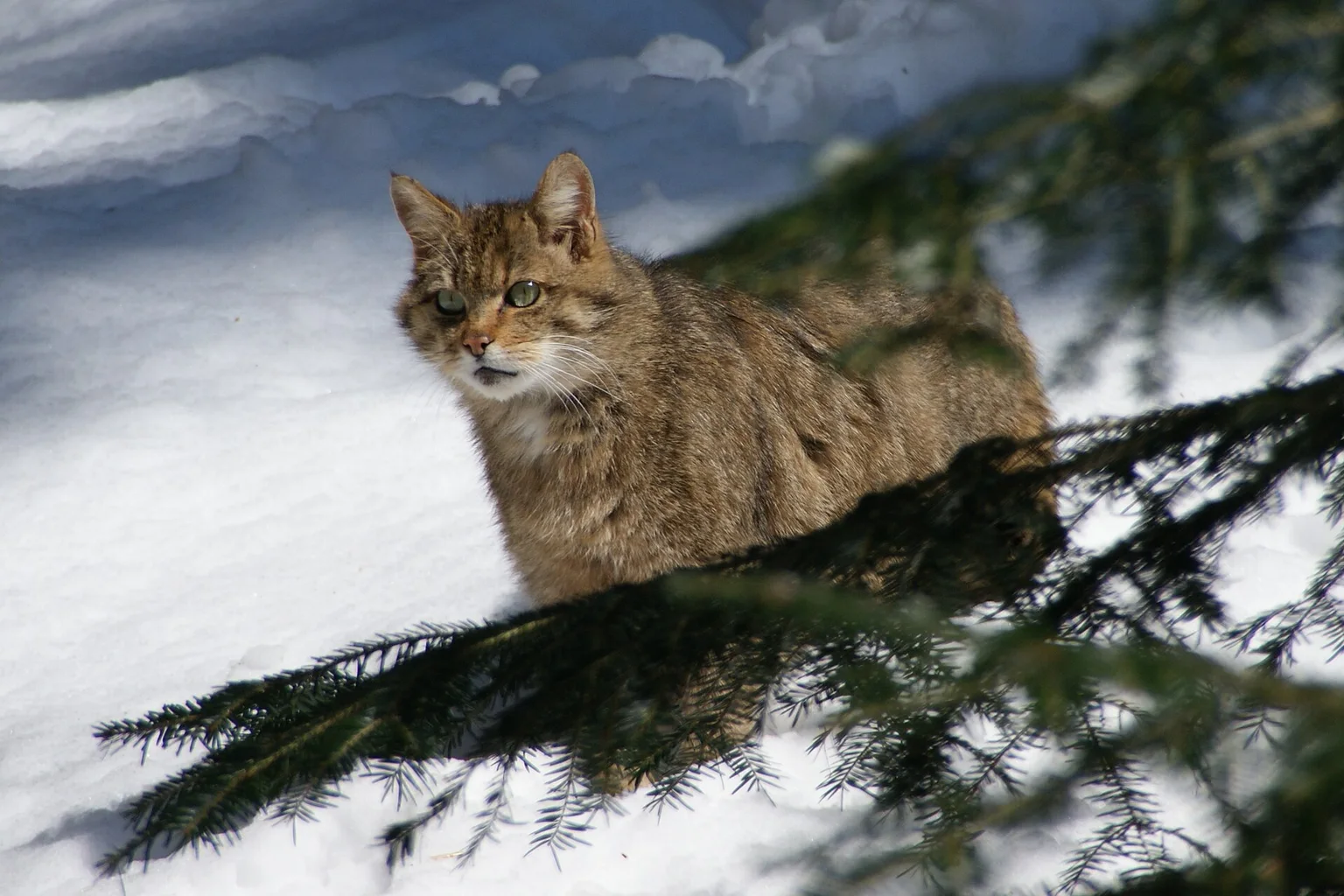 A brown tabby European wildcat with a striped coat and bushy tail stands in snow near green spruce branches.