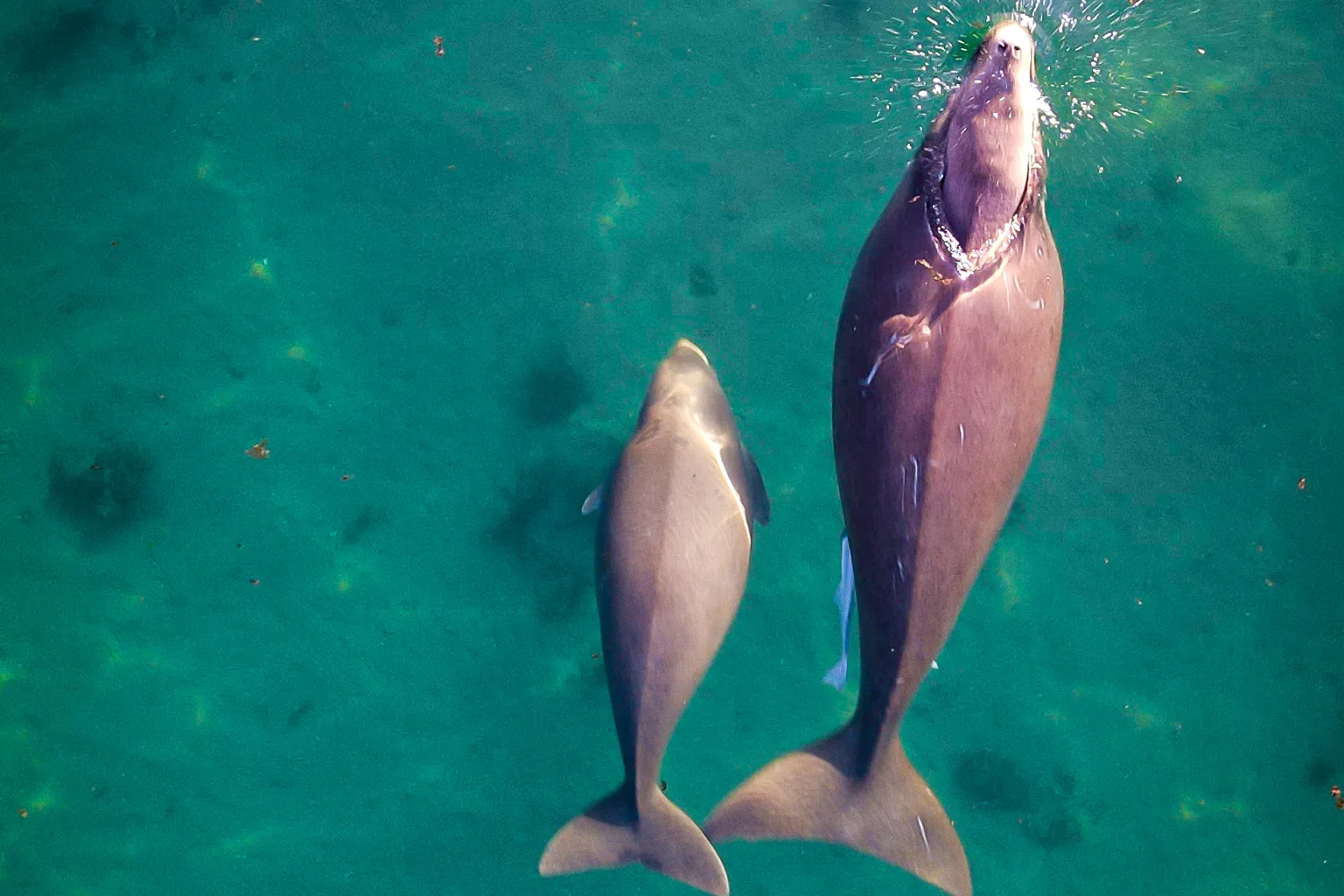 Aerial photo of an adult dugong and a smaller calf swimming side by side in green shallow water off Exmouth, Western Australia