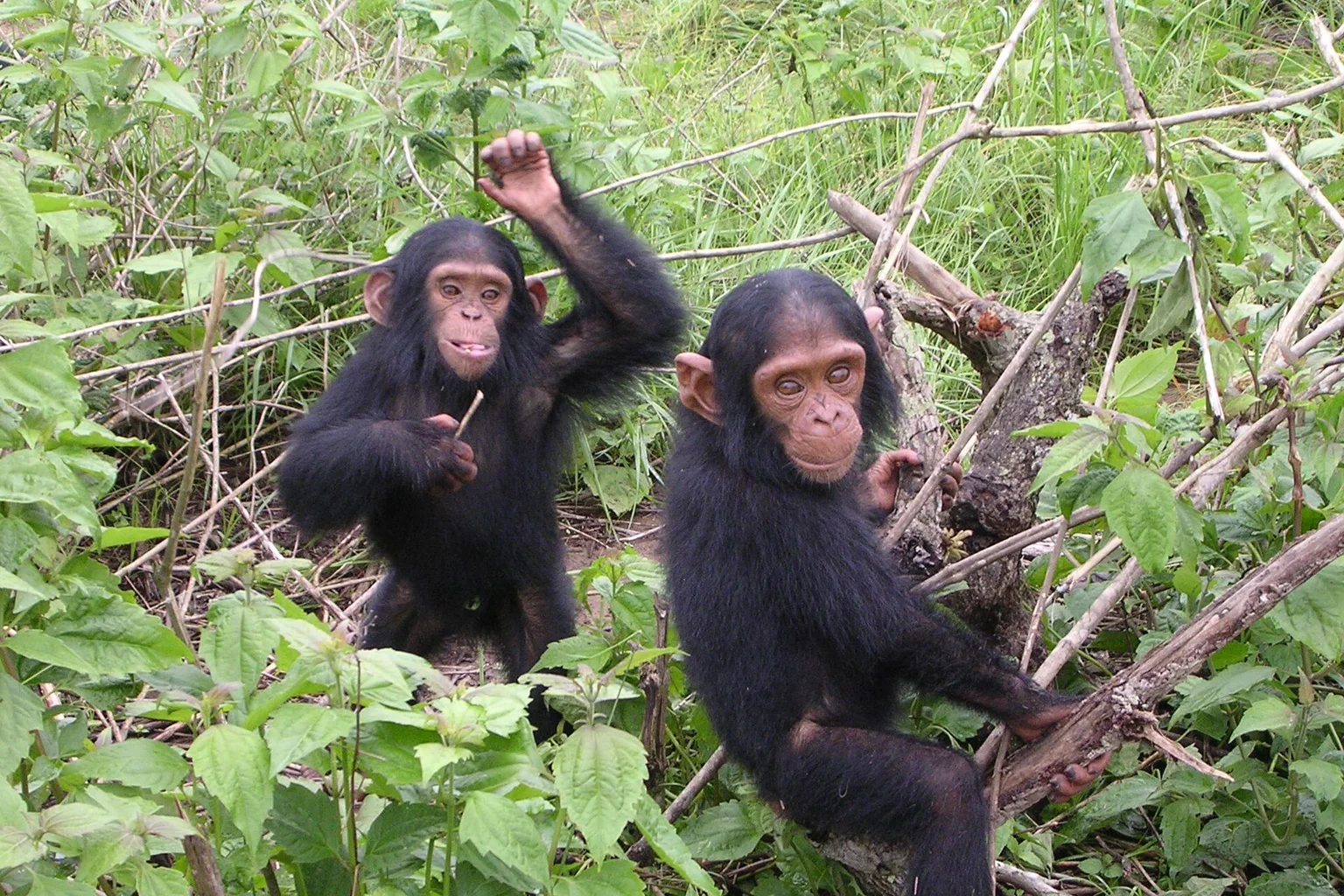 Two young chimpanzees sit among branches and green leaves at the Tchimpounga sanctuary in Congo.